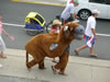 Running of the Bull in Dewey Beach