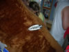 Running of the Bull in Dewey Beach